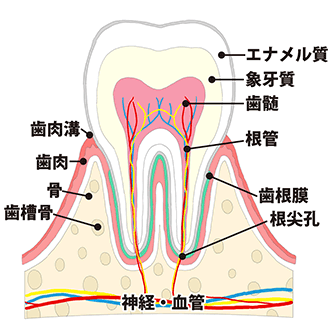 根管治療とは